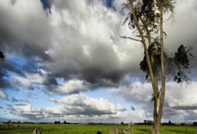 开云体育-西悉尼流浪者新星爆发，挑战阿尔艾因防线坚固