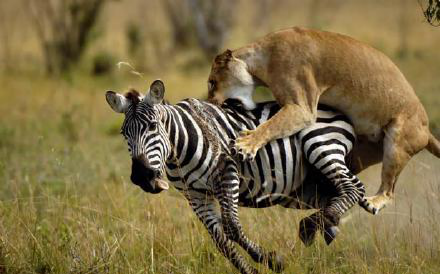 包含墨西哥田径名将再献绝技,速度与力量完美结合的词条 包含墨西哥田径名将再献绝技,速度与力量完美结合的词条