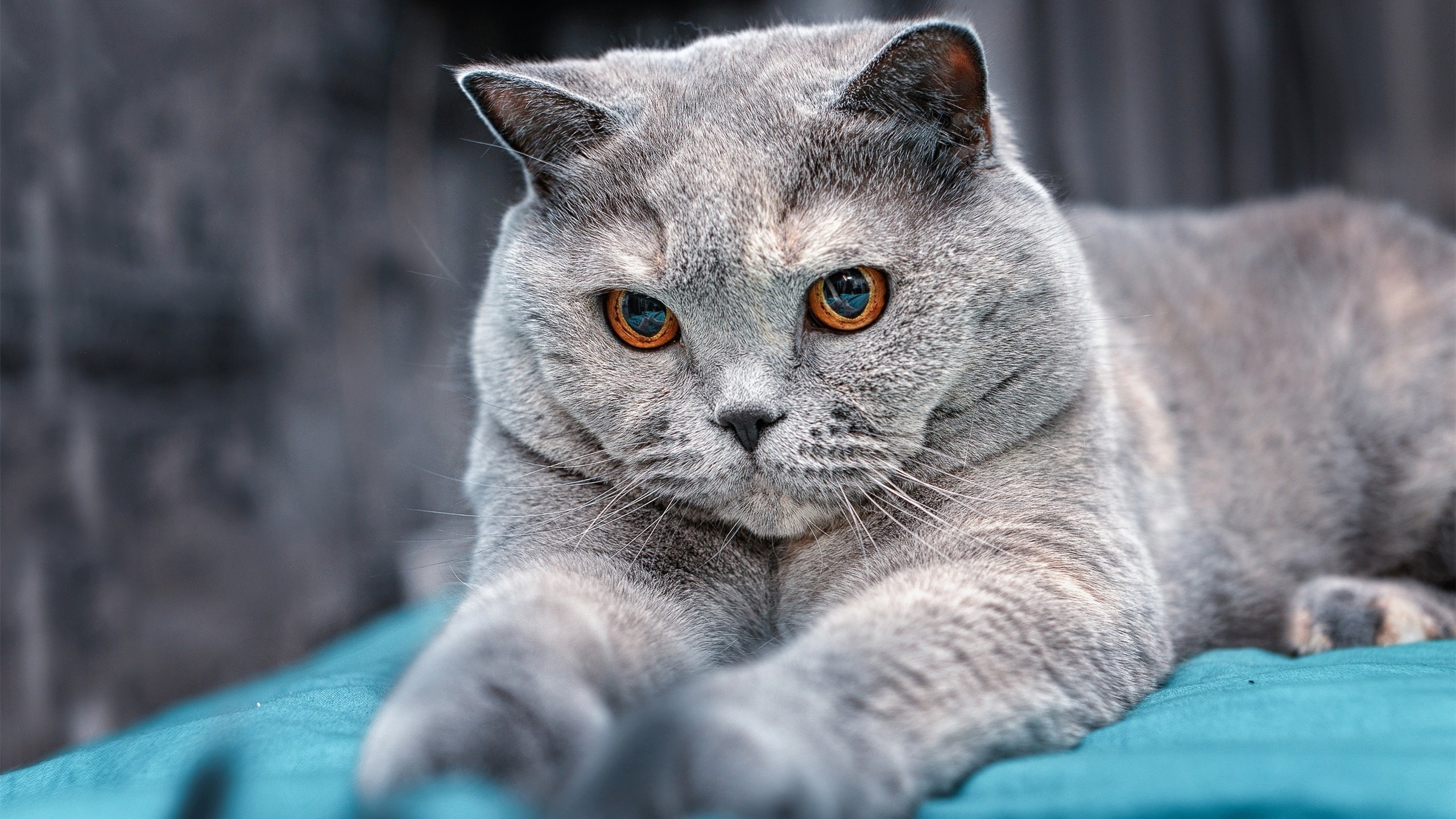 -沙漠风暴席卷圣西罗，卡塔尔资本助巴黎粉碎AC米兰，布拉欣·迪亚斯逆境化身关键先生