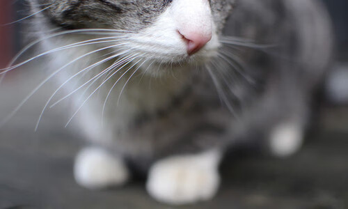 开云体育在线-奥运周期关键战，国王淘汰赛力克公牛，惊险过关