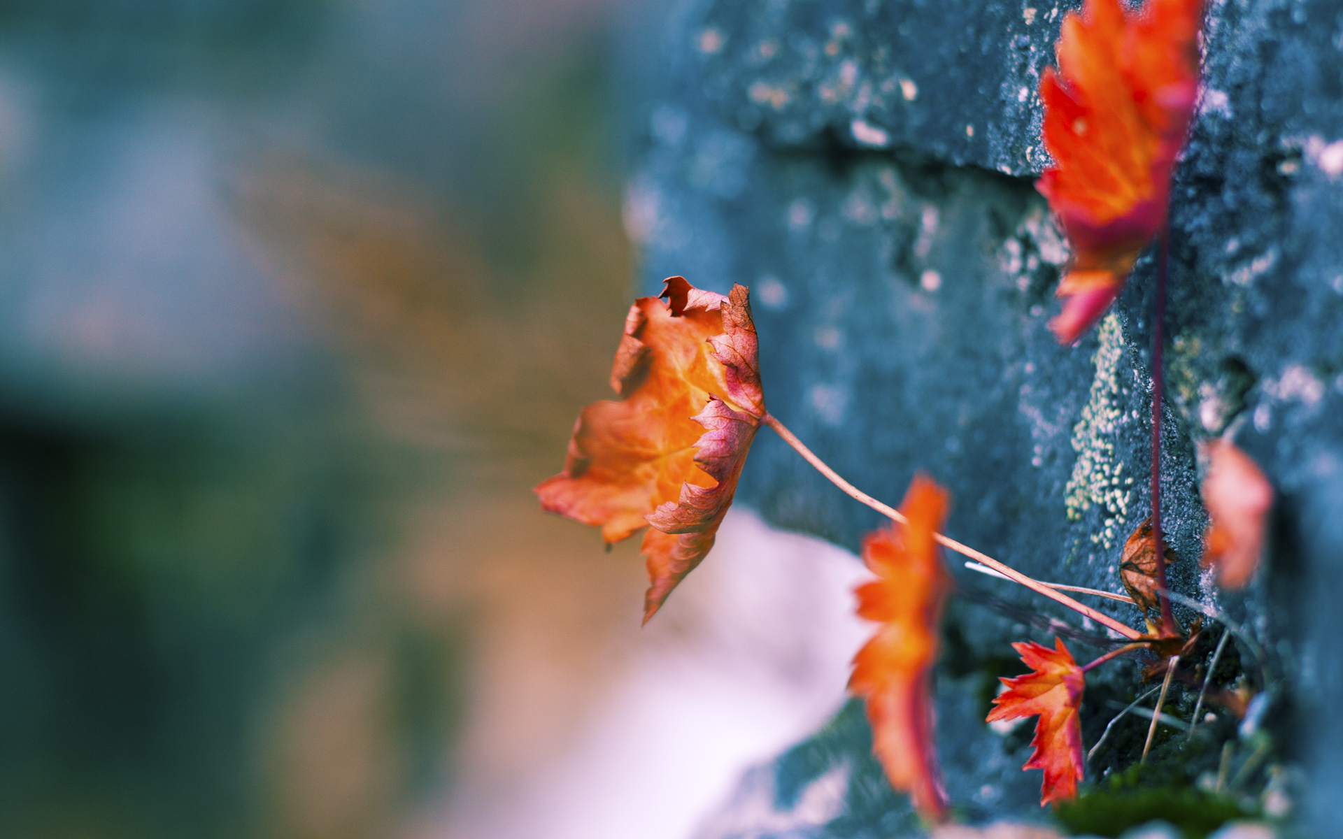 开云体育中国-德里赫特跨界封神记，从绿茵场到硬木地板的征服之旅