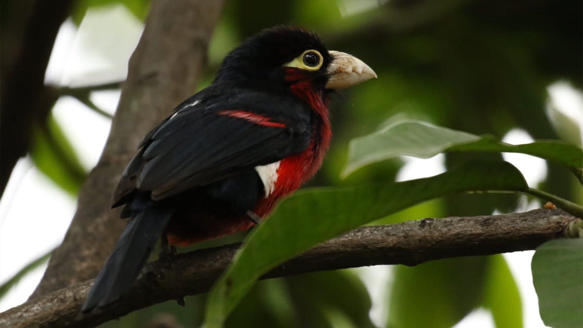 开云体育在线-极速与热血，当F1街道赛的弯道惊魂，遇见NBA季后赛的钢铁意志
