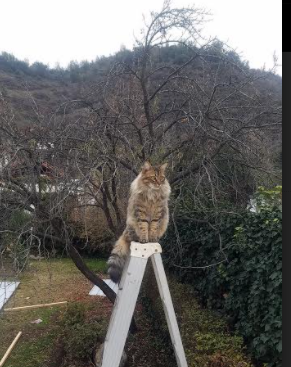 开云平台-全能战神与北欧风暴，足球场上的秩序与反叛