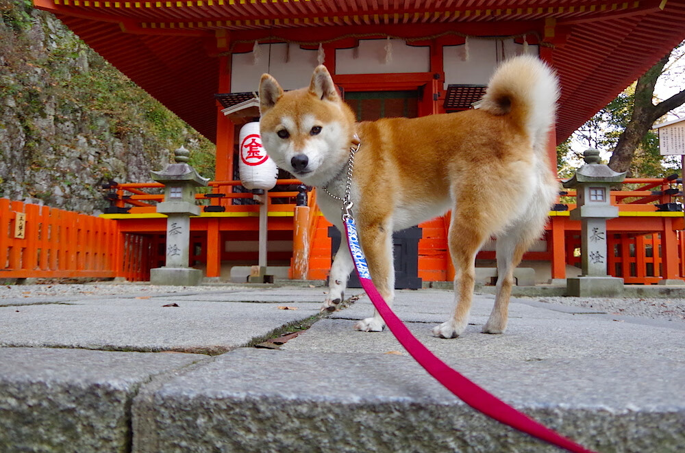 开云体育平台APP-苏格兰对阵加纳，布雷默在怒吼中醒来的灵魂