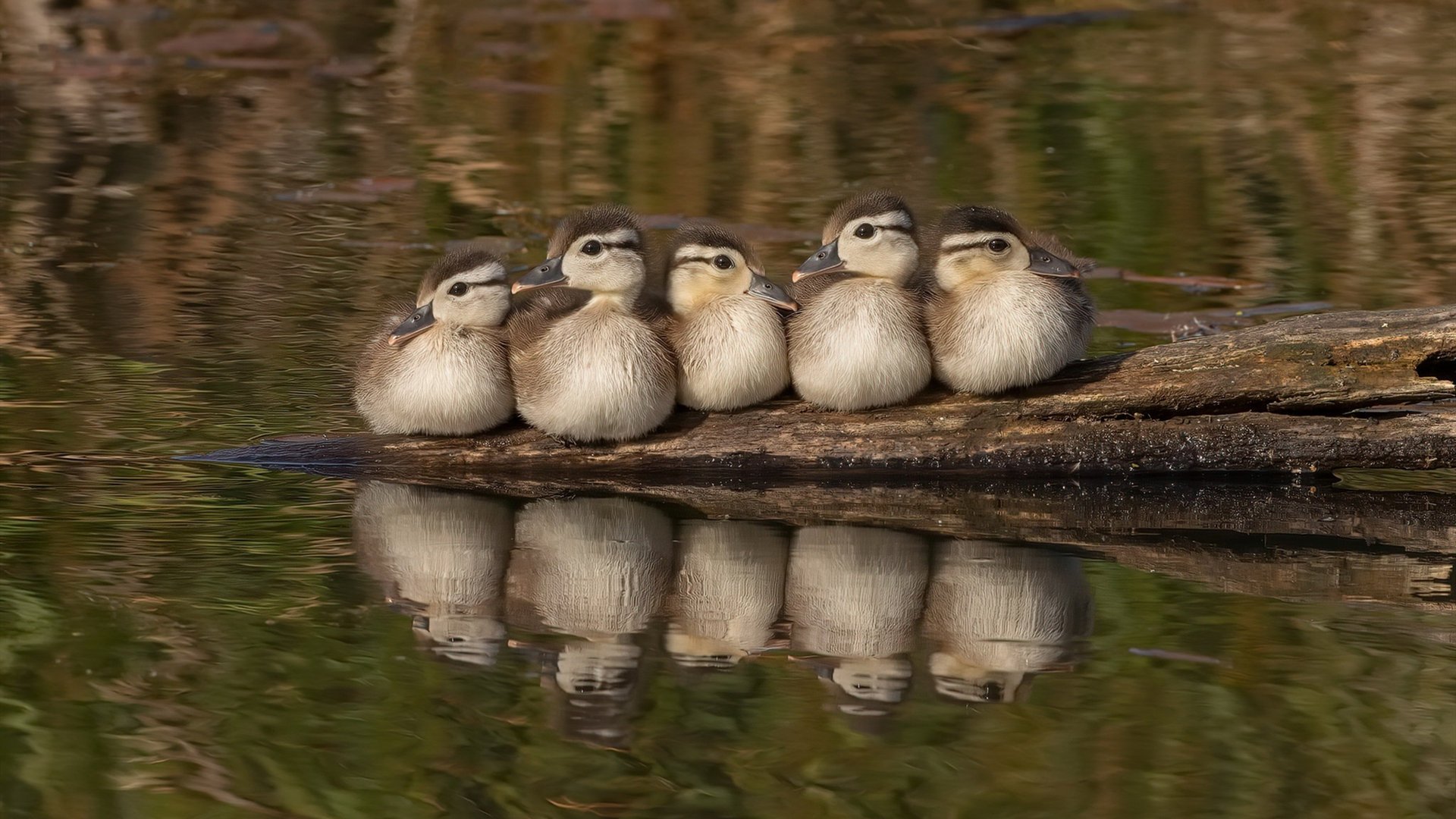 土耳其力克日本，格纳布里如何化身关键先生，亲手导演逆转好戏