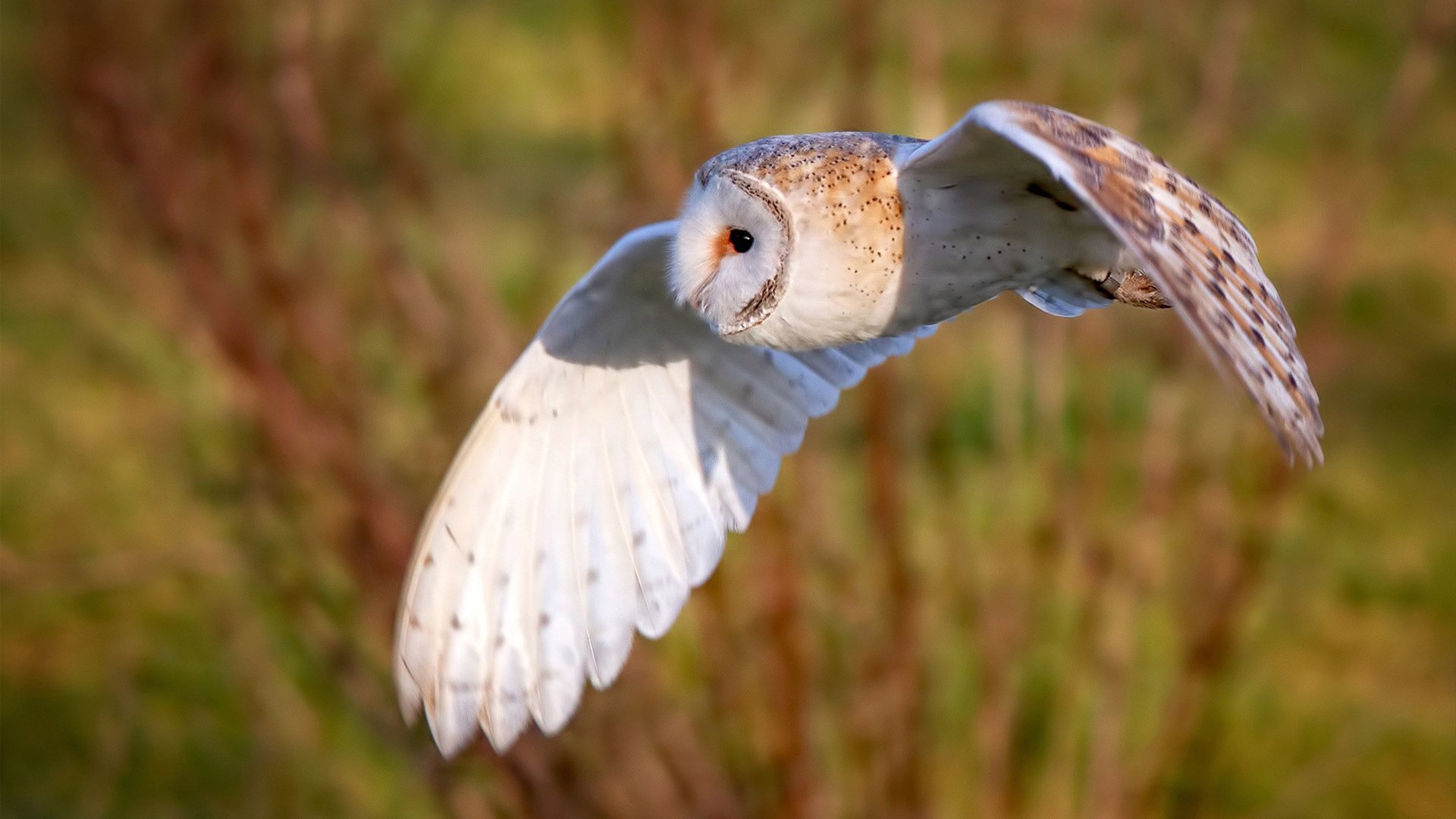 北极风暴撕裂爱琴海防线，库尔图瓦连续神扑葬送希腊神话