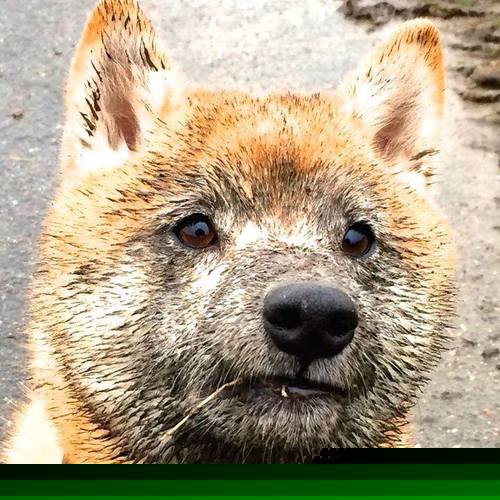 无声扣篮里的雷鸣,拉文如何在不言中完成自我救赎