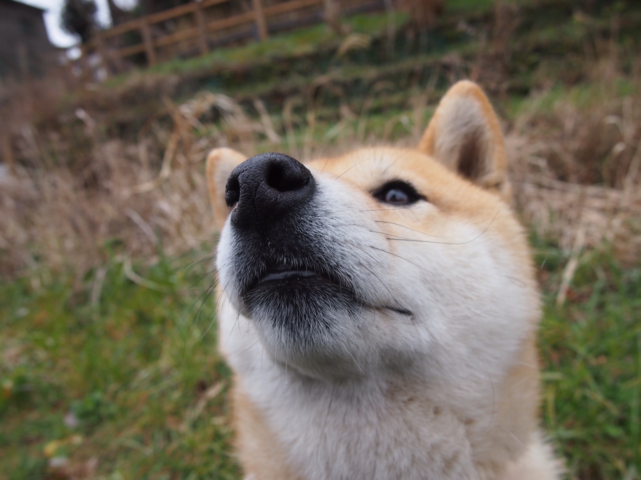 亚洲风暴席卷欧陆，那不勒斯的险胜与久保建英的德比宣言