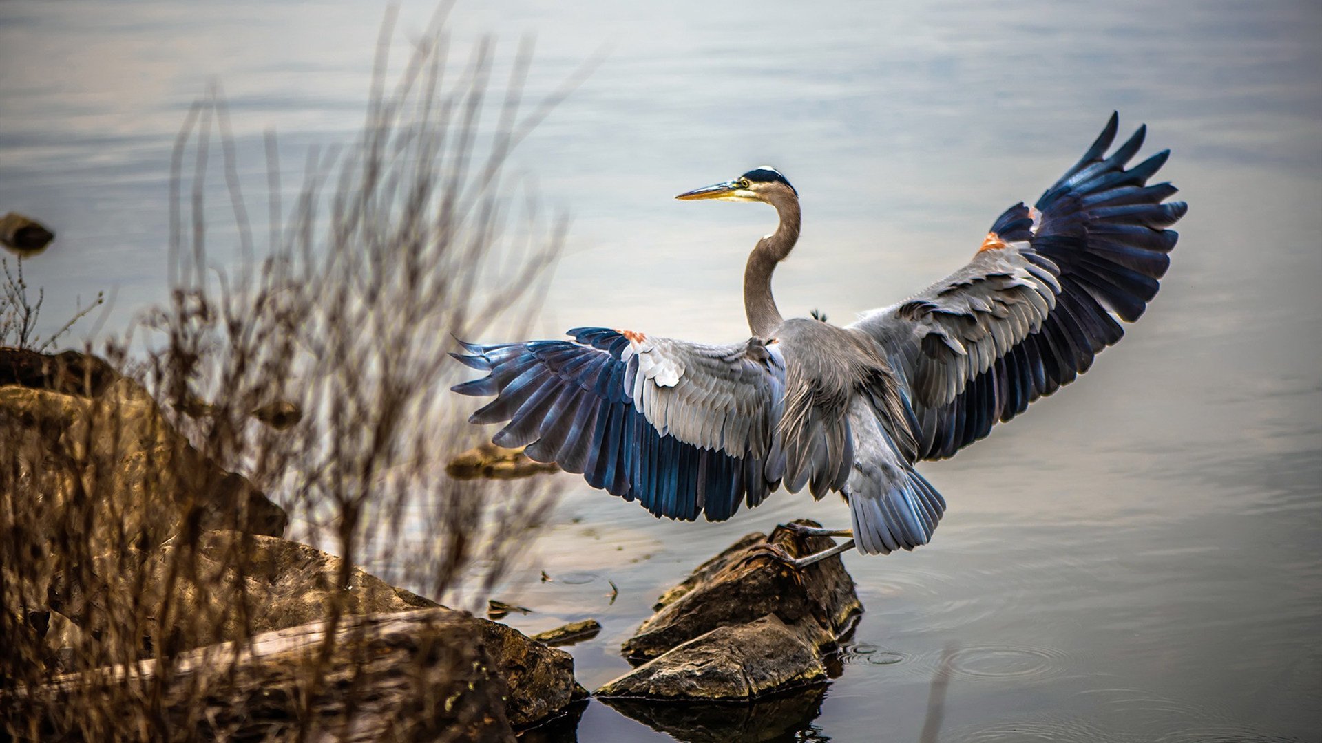 霍勒迪绝杀助独行侠淘汰灰熊，强势晋级西部半决赛