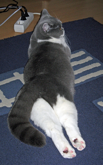 当维京战吼遇见斗牛士，奥斯梅恩的北境加冕礼