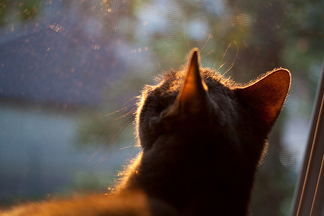 约基奇化身奥运前哨战指挥官,掘金击溃爵士揭示残酷真相