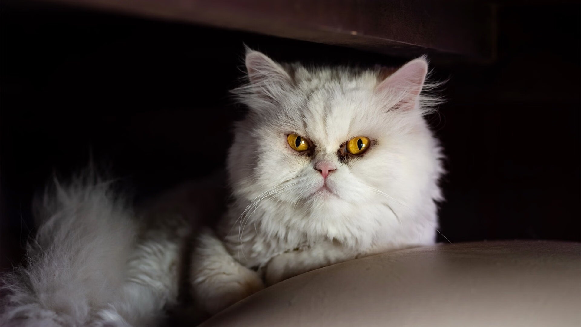 开云体育中国-双城记，森林狼鏖战力克深圳队，詹姆斯德甲争冠战华丽接管