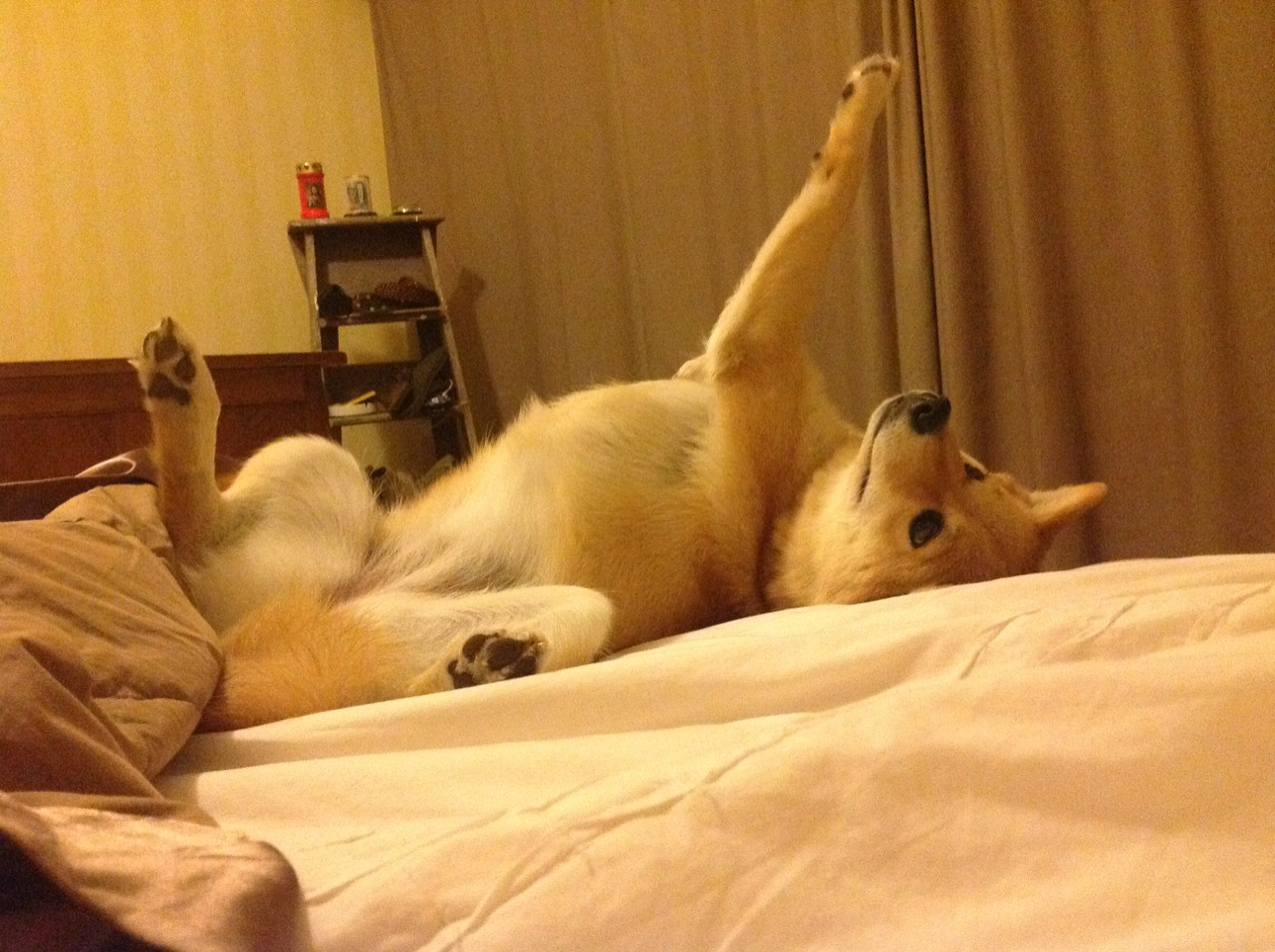 开云体育-莱万一剑封喉，皇家社会终结奥地利不败神话