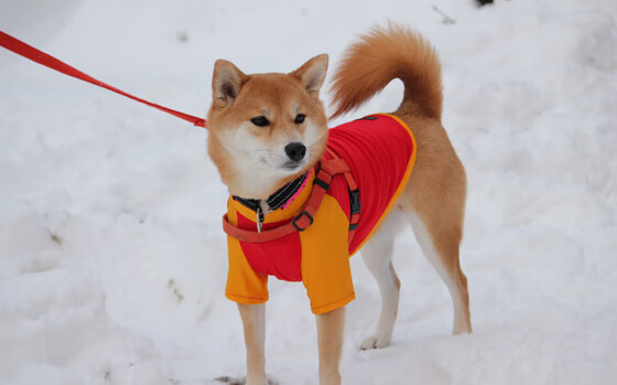 保罗用数据引爆球场，奇才单节狂潮让湖人溃不成军