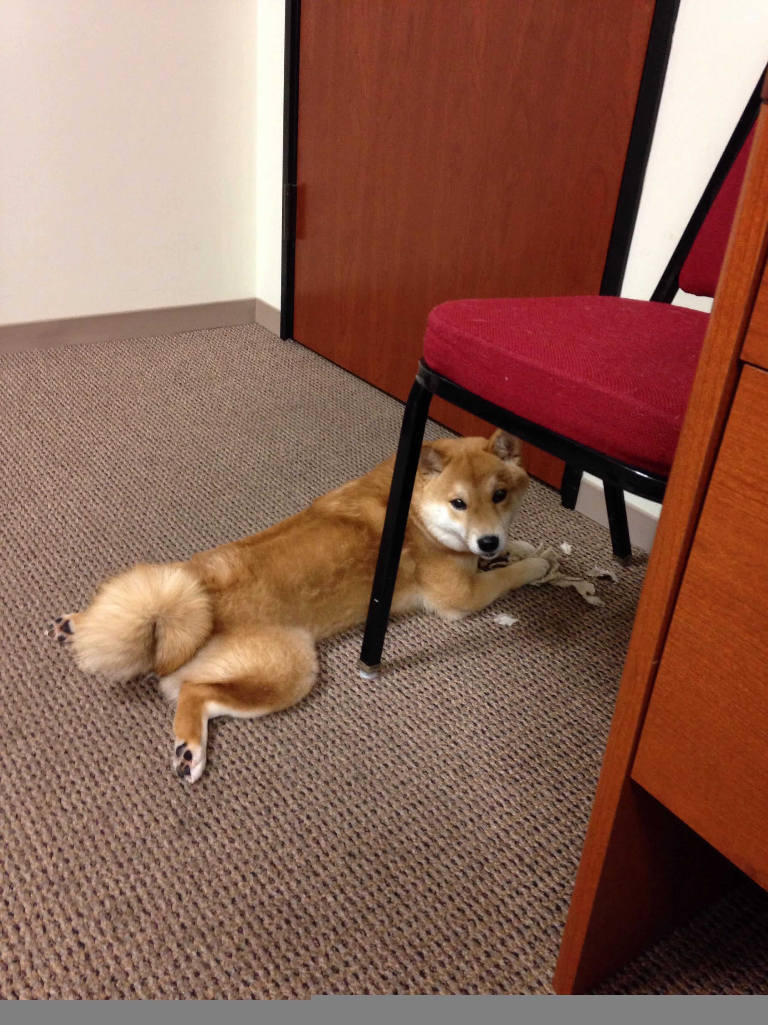 佩德里新援爆发显神威,多特蒙德决胜局力克伊朗迎首胜