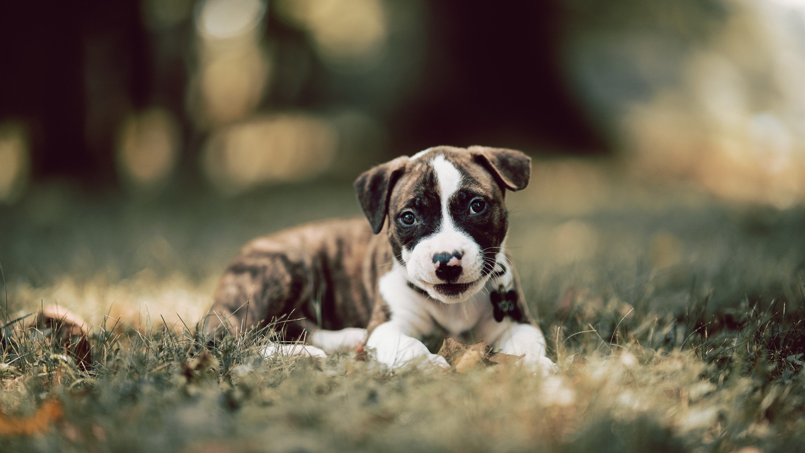 骑士战术铁幕,班凯罗总决赛神迹,活塞王朝最后的挽歌