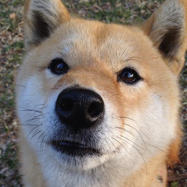 金色主宰，楚阿梅尼如何将一场南美对决谱写成个人绿茵史诗