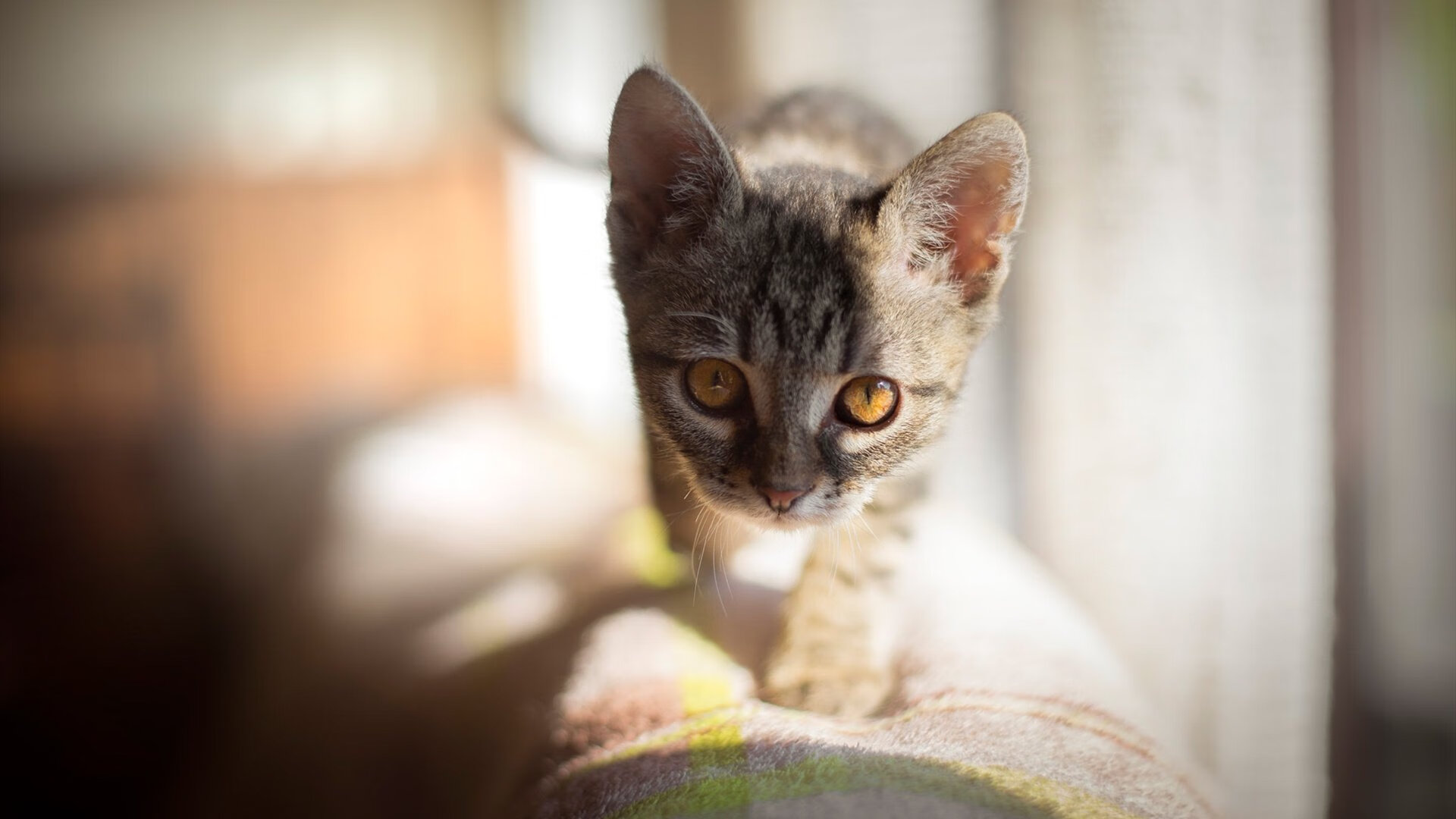 库里一剑封喉！勇士惊魂一战暴露隐忧，冠军底蕴仍在