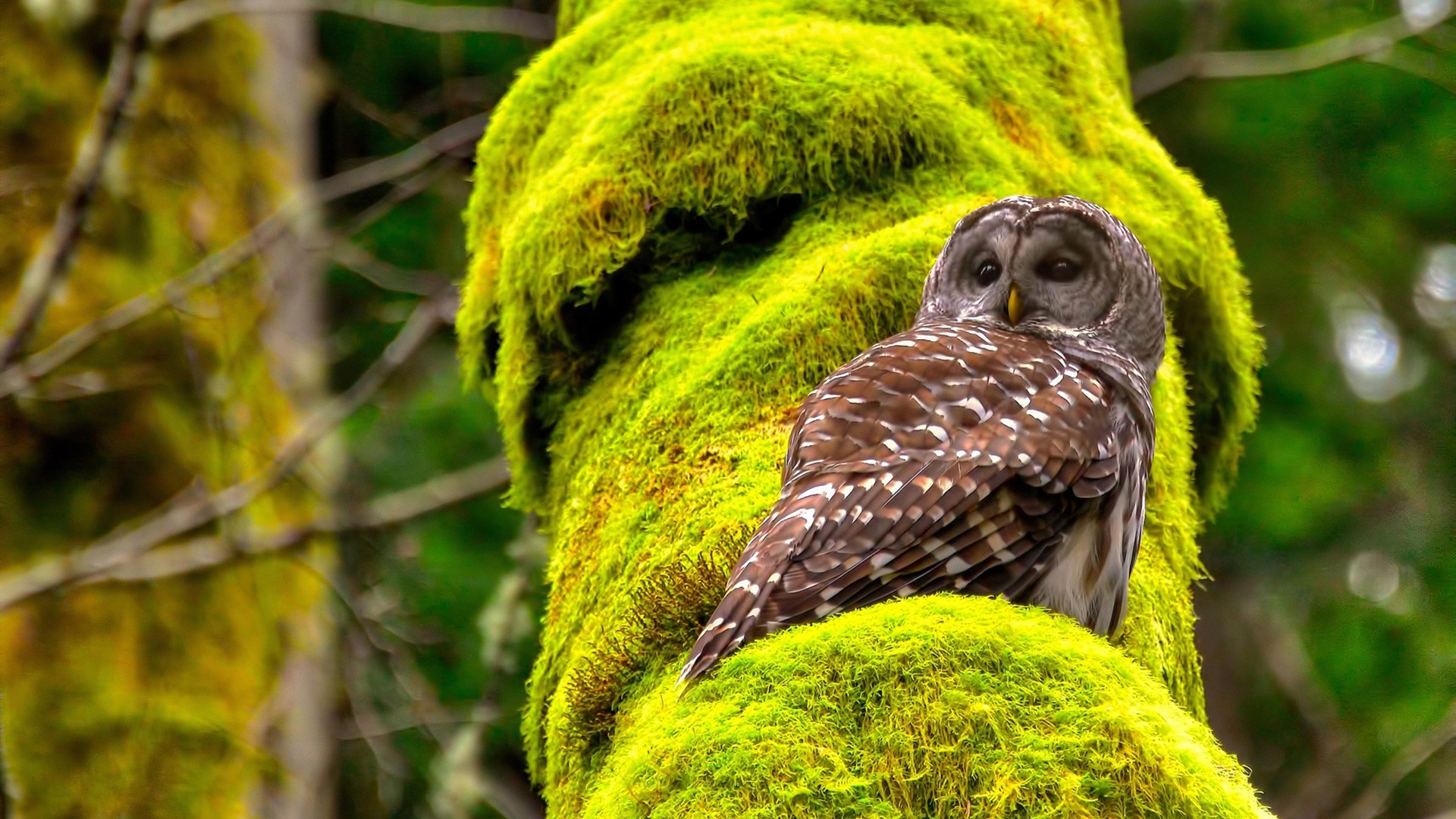 当蓝鹰的炮火划过基辅的夜空，记一场横跨足球与篮球的接管艺术