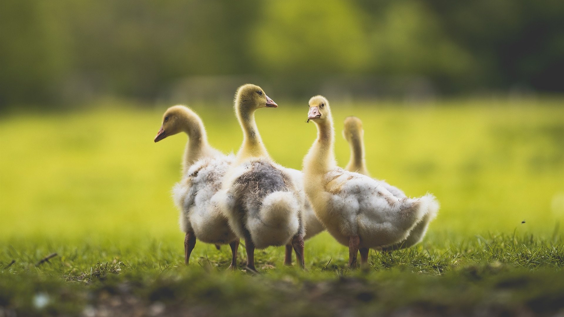 山鹰振翅！伦纳德惊世爆发，老鹰队以铁血防守全面压制广东