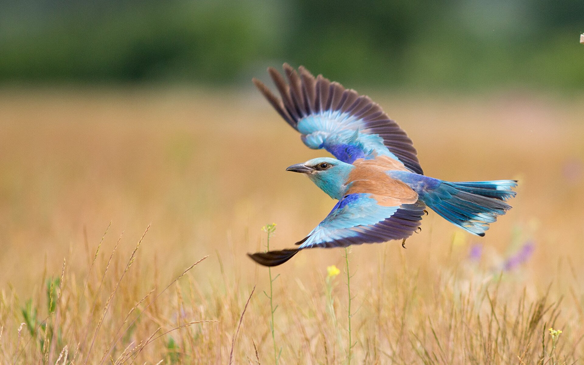 伦纳德关键战再显冷血本色，步行者压哨绝杀鹈鹕铸就经典之夜