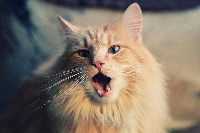 生死战拉梅洛斩获三双，马刺力克雷霆保留季后赛希望