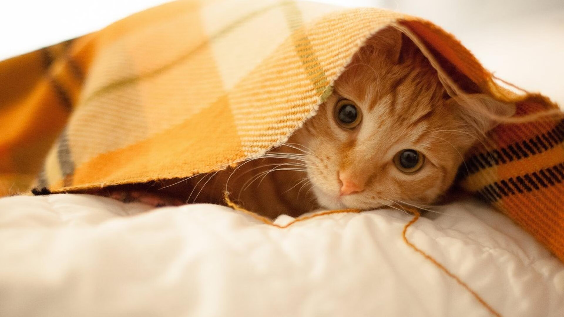 -双线飓风，当塔图姆的火焰点燃北岸花园，灰熊的爪牙撕碎印第安娜的夜晚