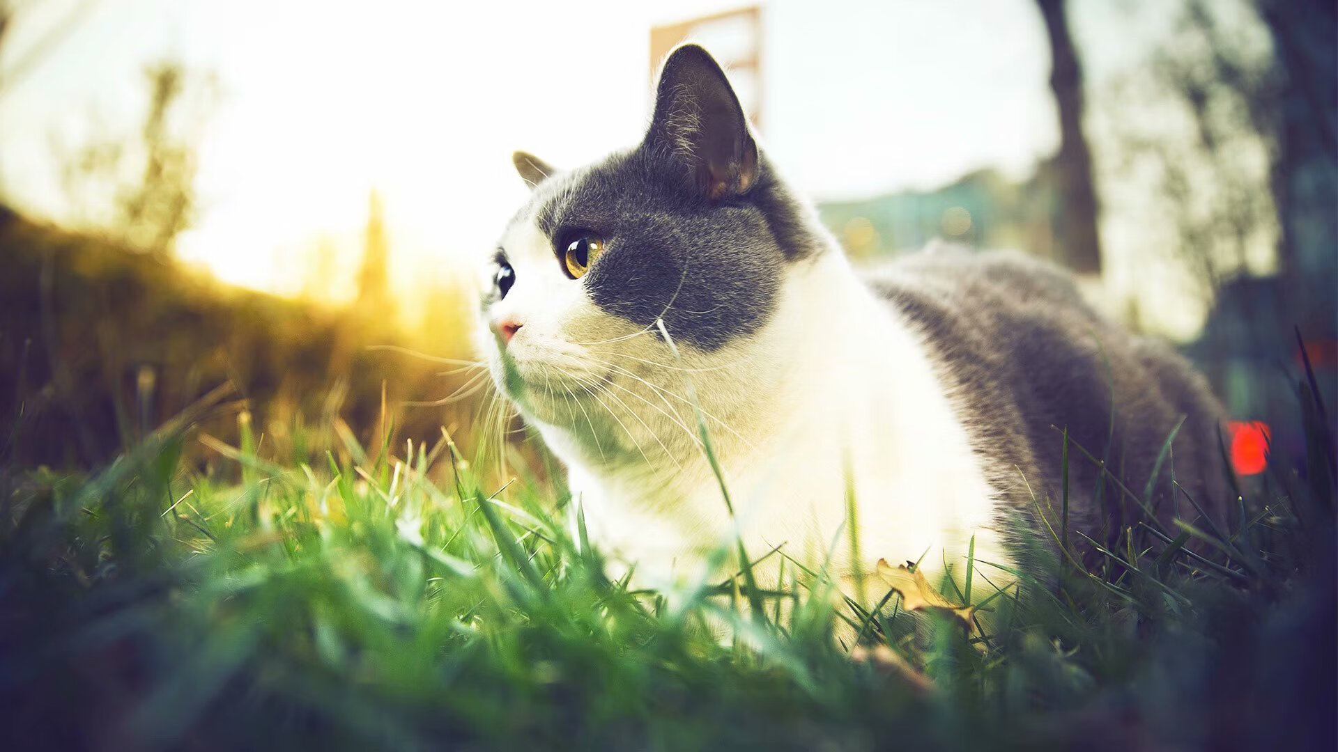 -天使降临美加墨，迪马利亚一舞定乾坤