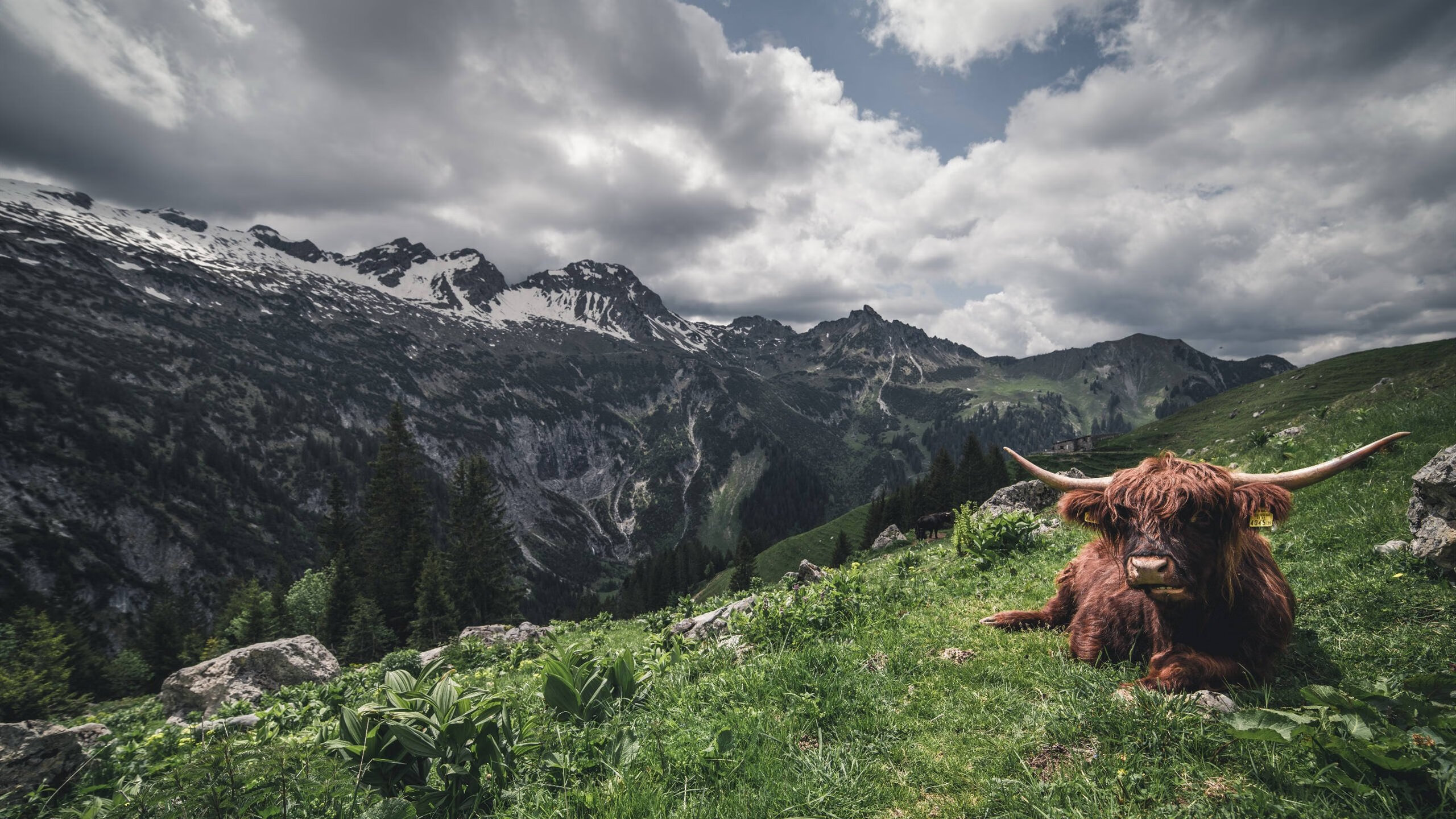 开云平台-南美风暴与亚平宁韵律，恩佐在圣西罗证明何为节奏的艺术