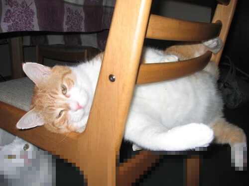 开云官网-绿茵场上的篮球烽烟，2026世界杯虚拟焦点战，凯尔特人压哨绝杀开拓者